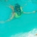 Guests snorkeling and pointing at a starfish on the ocean floor